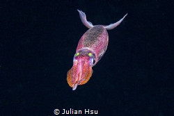 Blackwater squid by Julian Hsu 
